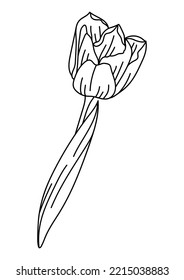 Illustration of tulip flower. Beautiful decorative plant.