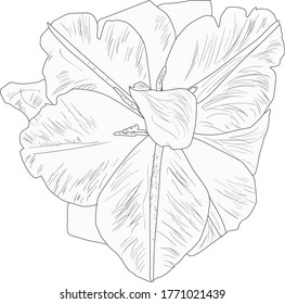 illustration with tulip flower isolated on white background