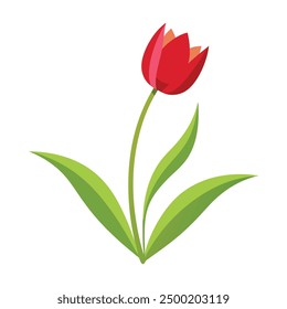 Illustration of Tulip Plant on white