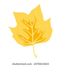 Illustration of tulip poplar leaf. Decorative autumn foliage.