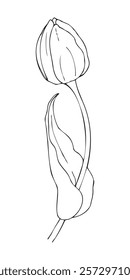 Illustration of a tulip vector drawing by hand. A silhouette of a tulip flower, a spring illustration, for postcards, posters, weddings, women's parties.