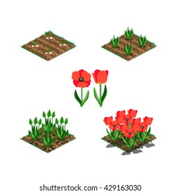 illustration of tulips in the land