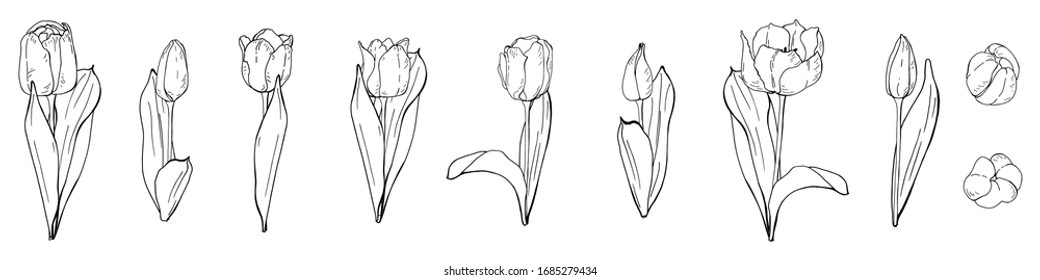 Illustration with tulips (leaves, bud, stems and flowers). Flowers for a bouquet. Spring vector set of isolated black and white elements. Interesting silhouette for your zen art or coloring book.