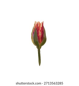 Tulpen ohne Hintergrund