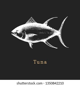 Illustration of tuna on black background. Fish sketch in vector. Drawn seafood in engraving style. Used for canning jar sticker, shop label etc.