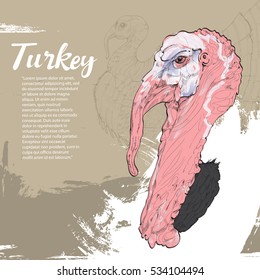 illustration of turkey background design.