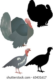 illustration with turkey cocks isolated on white background