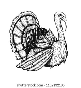 Illustration with turkey. Graphic drawn bird. Engraving style. Good for the cards to Thanksgiving day.