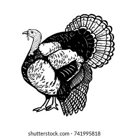 Illustration of the turkey isolated on white background. Thanksgiving theme. Design element for poster, emblem, sign, card, banner. Vector illustration