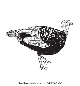 Illustration of the turkey isolated on white background. Thanksgiving theme. Design element for poster, emblem, sign, card, banner. Vector illustration