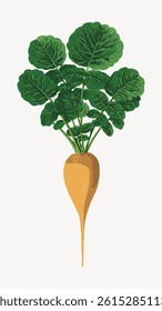 Illustration of a turnip with green leaves. The turnip is yellow with detailed leaves. Turnip and leaves on a white background. Simple turnip design. Vintage food illustration vector.