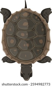 Illustration of a turtle from above perspective