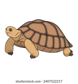 Сolor illustration with turtle. Isolated vector object on white background.