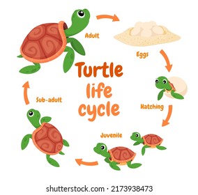 Illustration of a turtle life cycle. Reproduction of turtles in the wild. Vector illustration