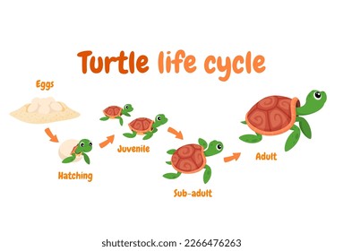 Ilustración de un ciclo de vida de las tortugas. Reproducción de tortugas en el medio silvestre. Ilustración del vector