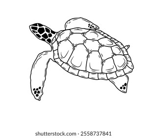 Illustration of a turtle, made by hand using a line art drawing process in black and white
