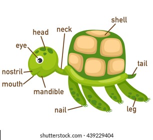 Similar Images, Stock Photos & Vectors of Turtle body parts. Animal ...