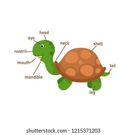 Illustration of turtle vocabulary part of body.vector