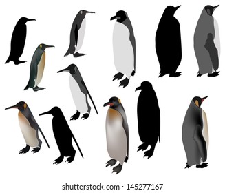 illustration with twelve penguins isolated on white background