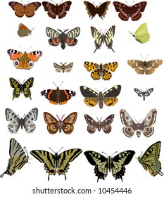 illustration with twenty four different butterflies isolated on white background