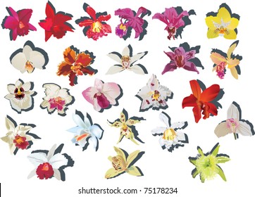 illustration with twenty four orchids collection