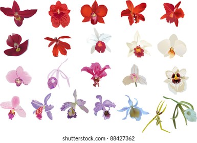 illustration with twenty two orchids collection