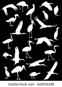 ilustración con veintidós cigüeñas y garzas aisladas en fondo negro