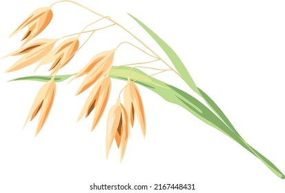 Illustration of twig of oats