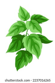 Illustration of twigs with leaves. Beautiful decorative spring plant.