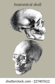 illustration with two anatomical skulls  (hand draw) 