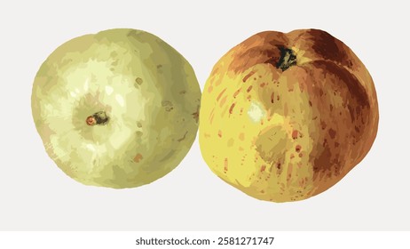 Illustration of two apples, one green apple and one red apple. The apples are side by side, showcasing different apple textures and apple colors. Vintage fruit illustrations isolated on white, vector.