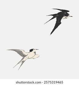 Illustration of two birds in flight. One bird is black, the other is white. Both birds have long wings and are depicted in a minimalist style. Vintage art drawing, isolated vector element.