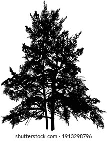 illustration with two black pine silhouettes isolated on white bacgkround