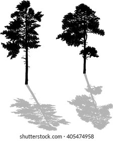 illustration with two black pine silhouettes isolated on white background