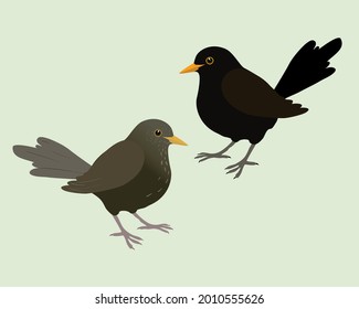 
An illustration of two blackbirds. It's a male and a female bird and the background is pale green. The bird are cut out.