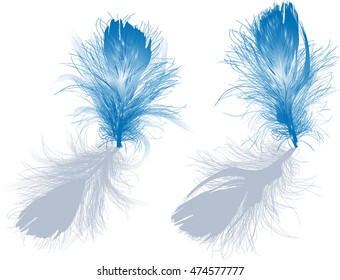 illustration with two blue feathers isolated on white background
