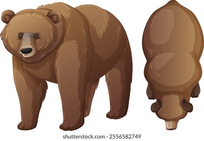 Illustration of two brown bears from different angles