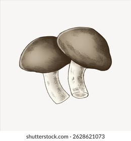 Ilustração de dois cogumelos marrons com caules brancos. Os cogumelos são esboçados com detalhes finos, mostrando sua textura e aparência natural. Vetor de ilustração desenhado à mão.