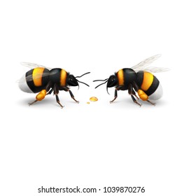 Illustration of Two Bumblebee Species Bombus Terrestris Common Name Buff-Tailed Bumblebee or Large Earth Bumblebee with Droplets of Honey on White Background