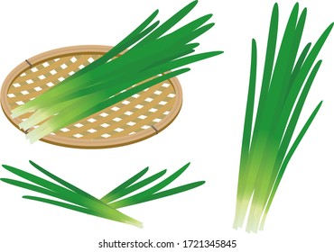 Illustration of two bunches of chives on a white background. svg