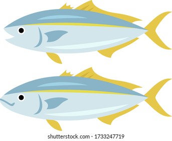 Illustration of two Buri (Japanese yellowtail)