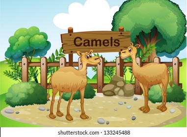 Illustration of the two camels inside the wooden fence with a wooden sign board