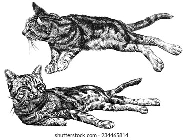 Illustration with two cats. Hand draw.