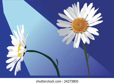 illustration with two chamomiles flowers on blue background