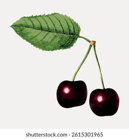 Illustration of two cherries with a green leaf. The cherries are deep red, with a glossy appearance. The leaf is textured, adding a natural touch to the cherries. Vintage fruit illustration vector.