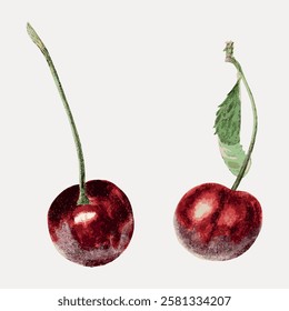 Illustration of two cherries with stems. The cherries are red and glossy. Cherries with stems and a leaf. Artistic cherries with a textured appearance. Vintage fruit illustrations isolated, vector.