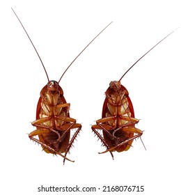 Illustration of two cockroaches lying on the floor gold.