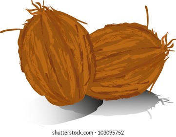 illustration with two coconuts isolated on white background