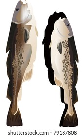illustration with two cods isolated on white background