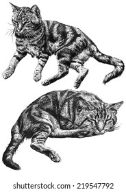 illustration with two cute cats lying on a light background     